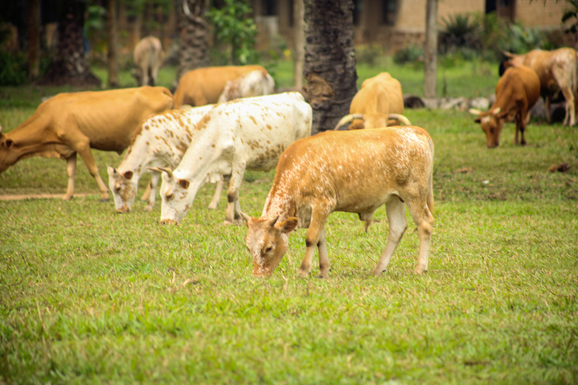 des-animaux-des-vaches-et-veaux